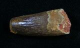 Well Preserved Fossil Crocodile Tooth - Morocco #10050-1
